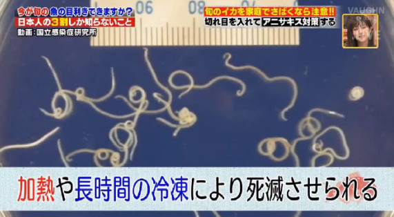 アニサキス.jpg
