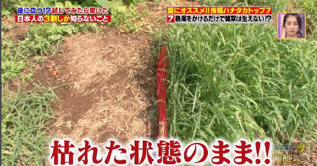 ハナタカ優越館803雑草.jpg