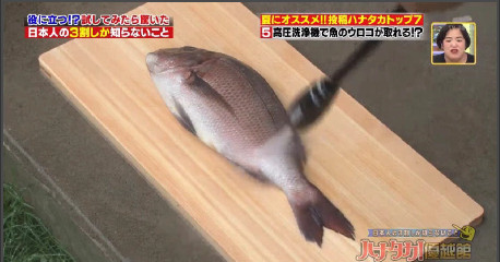 ハナタカ優越館803魚.jpg