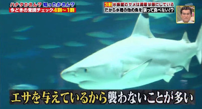 ハナタカ優越館907サメ.jpg
