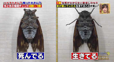 ハナタカ優越館907セミ.jpg