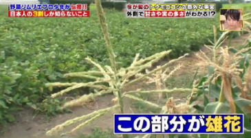ハナタカ優越館824トウモロコシ雄花.jpg