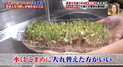 ハナタカ優越館914豆苗.jpg
